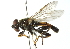  ( - CNC DIPTERA 52543)  @14 [ ] CreativeCommons - Attribution (2011) CNC/CBG Photography Group Centre for Biodiversity Genomics