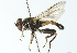  ( - CNC DIPTERA 52544)  @13 [ ] CreativeCommons - Attribution (2011) CNC/CBG Photography Group Centre for Biodiversity Genomics