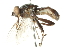  ( - CNC DIPTERA 52677)  @11 [ ] CreativeCommons - Attribution (2011) CNC/CBG Photography Group Centre for Biodiversity Genomics