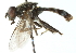  ( - CNC DIPTERA 52675)  @13 [ ] CreativeCommons - Attribution (2011) CNC/CBG Photography Group Centre for Biodiversity Genomics