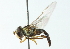  ( - CNC DIPTERA 102906)  @11 [ ] CreativeCommons - Attribution (2011) CNC/CBG Photography Group Centre for Biodiversity Genomics