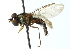  ( - CNC DIPTERA 102908)  @11 [ ] CreativeCommons - Attribution (2011) CNC/CBG Photography Group Centre for Biodiversity Genomics