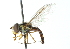  ( - CNC DIPTERA 102910)  @11 [ ] CreativeCommons - Attribution (2011) CNC/CBG Photography Group Centre for Biodiversity Genomics