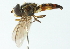 ( - CNC DIPTERA 102912)  @11 [ ] CreativeCommons - Attribution (2011) CNC/CBG Photography Group Centre for Biodiversity Genomics