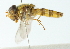  ( - CNC DIPTERA 102914)  @11 [ ] CreativeCommons - Attribution (2011) CNC/CBG Photography Group Centre for Biodiversity Genomics