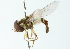  ( - CNC DIPTERA 102925)  @11 [ ] CreativeCommons - Attribution (2011) CNC/CBG Photography Group Centre for Biodiversity Genomics