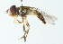  ( - CNC DIPTERA 102926)  @11 [ ] CreativeCommons - Attribution (2011) CNC/CBG Photography Group Centre for Biodiversity Genomics