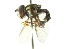  ( - CNC DIPTERA 102927)  @11 [ ] CreativeCommons - Attribution (2011) CNC/CBG Photography Group Centre for Biodiversity Genomics