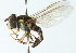  ( - CNC DIPTERA 102928)  @11 [ ] CreativeCommons - Attribution (2011) CNC/CBG Photography Group Centre for Biodiversity Genomics
