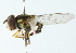  ( - CNC DIPTERA 102929)  @11 [ ] CreativeCommons - Attribution (2011) CNC/CBG Photography Group Centre for Biodiversity Genomics