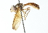  ( - CNC DIPTERA 102948)  @11 [ ] CreativeCommons - Attribution (2011) CNC/CBG Photography Group Centre for Biodiversity Genomics