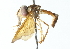  ( - CNC DIPTERA 102949)  @11 [ ] CreativeCommons - Attribution (2011) CNC/CBG Photography Group Centre for Biodiversity Genomics