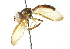  ( - CNC DIPTERA 102951)  @11 [ ] CreativeCommons - Attribution (2011) CNC/CBG Photography Group Centre for Biodiversity Genomics