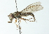  ( - CNC DIPTERA 102963)  @11 [ ] CreativeCommons - Attribution (2011) CNC/CBG Photography Group Centre for Biodiversity Genomics