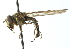  ( - CNC DIPTERA 102965)  @14 [ ] CreativeCommons - Attribution (2011) CNC/CBG Photography Group Centre for Biodiversity Genomics
