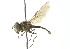  ( - CNC DIPTERA 102966)  @13 [ ] CreativeCommons - Attribution (2011) CNC/CBG Photography Group Centre for Biodiversity Genomics