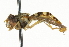  ( - CNC DIPTERA 101522)  @14 [ ] CreativeCommons - Attribution (2011) CNC/CBG Photography Group Centre for Biodiversity Genomics