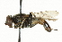  ( - CNC DIPTERA 101527)  @13 [ ] CreativeCommons - Attribution (2011) CNC/CBG Photography Group Centre for Biodiversity Genomics