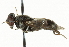  ( - CNC DIPTERA 101528)  @13 [ ] CreativeCommons - Attribution (2011) CNC/CBG Photography Group Centre for Biodiversity Genomics