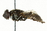  ( - CNC DIPTERA 101533)  @13 [ ] CreativeCommons - Attribution (2011) CNC/CBG Photography Group Centre for Biodiversity Genomics