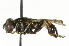  ( - CNC DIPTERA 101534)  @13 [ ] CreativeCommons - Attribution (2011) CNC/CBG Photography Group Centre for Biodiversity Genomics