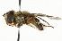  ( - CNC DIPTERA 101538)  @14 [ ] CreativeCommons - Attribution (2011) CNC/CBG Photography Group Centre for Biodiversity Genomics