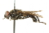  ( - CNC DIPTERA 101562)  @13 [ ] CreativeCommons - Attribution (2011) CNC/CBG Photography Group Centre for Biodiversity Genomics