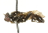  ( - CNC DIPTERA 101563)  @13 [ ] CreativeCommons - Attribution (2011) CNC/CBG Photography Group Centre for Biodiversity Genomics
