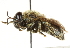  ( - CNC DIPTERA 101569)  @13 [ ] CreativeCommons - Attribution (2011) CNC/CBG Photography Group Centre for Biodiversity Genomics