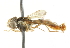  ( - CNC DIPTERA 101575)  @13 [ ] CreativeCommons - Attribution (2011) CNC/CBG Photography Group Centre for Biodiversity Genomics