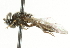  ( - CNC DIPTERA 101597)  @12 [ ] CreativeCommons - Attribution (2011) CNC/CBG Photography Group Centre for Biodiversity Genomics