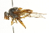  (Brachyopa pilosa - CNC DIPTERA 101615)  @14 [ ] CreativeCommons - Attribution (2011) CNC/CBG Photography Group Centre for Biodiversity Genomics
