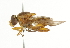  ( - CNC DIPTERA 101619)  @12 [ ] CreativeCommons - Attribution (2011) CNC/CBG Photography Group Centre for Biodiversity Genomics