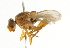  ( - CNC DIPTERA 101620)  @13 [ ] CreativeCommons - Attribution (2011) CNC/CBG Photography Group Centre for Biodiversity Genomics