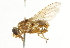  ( - CNC DIPTERA 101621)  @11 [ ] CreativeCommons - Attribution (2011) CNC/CBG Photography Group Centre for Biodiversity Genomics