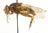  ( - CNC DIPTERA 101626)  @12 [ ] CreativeCommons - Attribution (2011) CNC/CBG Photography Group Centre for Biodiversity Genomics