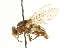  ( - CNC DIPTERA 101627)  @13 [ ] CreativeCommons - Attribution (2011) CNC/CBG Photography Group Centre for Biodiversity Genomics