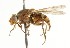  ( - CNC DIPTERA 101630)  @14 [ ] CreativeCommons - Attribution (2011) CNC/CBG Photography Group Centre for Biodiversity Genomics