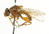  ( - CNC DIPTERA 101632)  @13 [ ] CreativeCommons - Attribution (2011) CNC/CBG Photography Group Centre for Biodiversity Genomics