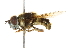  (Callicera pendleburyi - CNC DIPTERA 101650)  @11 [ ] CreativeCommons - Attribution (2011) CNC/CBG Photography Group Centre for Biodiversity Genomics
