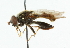  ( - CNC DIPTERA 101665)  @13 [ ] CreativeCommons - Attribution (2011) CNC/CBG Photography Group Centre for Biodiversity Genomics