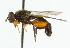  ( - CNC DIPTERA 101666)  @12 [ ] CreativeCommons - Attribution (2011) CNC/CBG Photography Group Centre for Biodiversity Genomics