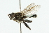  ( - CNC DIPTERA 101672)  @11 [ ] CreativeCommons - Attribution (2011) CNC/CBG Photography Group Centre for Biodiversity Genomics