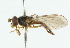  ( - CNC DIPTERA 101681)  @11 [ ] CreativeCommons - Attribution (2011) CNC/CBG Photography Group Centre for Biodiversity Genomics