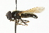  ( - CNC DIPTERA 101687)  @13 [ ] CreativeCommons - Attribution (2011) CNC/CBG Photography Group Centre for Biodiversity Genomics