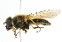  ( - CNC DIPTERA 101726)  @12 [ ] CreativeCommons - Attribution (2011) CNC/CBG Photography Group Centre for Biodiversity Genomics