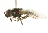  ( - CNC DIPTERA 101735)  @12 [ ] CreativeCommons - Attribution (2011) CNC/CBG Photography Group Centre for Biodiversity Genomics
