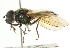  ( - CNC DIPTERA 101744)  @14 [ ] CreativeCommons - Attribution (2011) CNC/CBG Photography Group Centre for Biodiversity Genomics