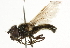  ( - CNC DIPTERA 101784)  @13 [ ] CreativeCommons - Attribution (2011) CNC/CBG Photography Group Centre for Biodiversity Genomics