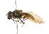  ( - CNC DIPTERA 101786)  @13 [ ] CreativeCommons - Attribution (2011) CNC/CBG Photography Group Centre for Biodiversity Genomics